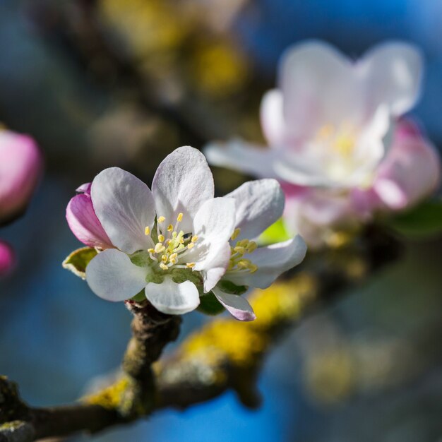 Foto galho de macieira florescendo na primavera.