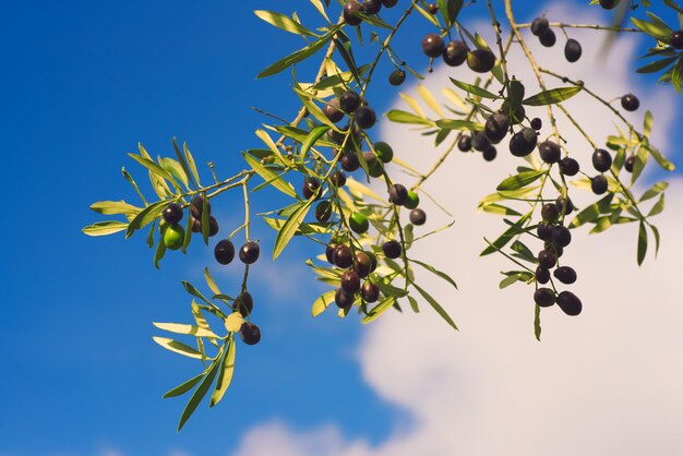 Galho de oliveira com frutas e folhas contra o céu azul, fundo de alimentos agrícolas naturais