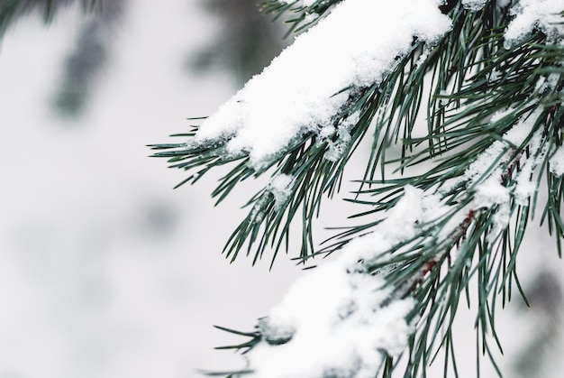 Galho de pinheiro coberto de neve na floresta de inverno, copie o espaço