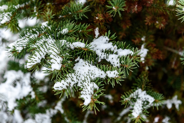 Galho de pinheiro coberto de neve no inverno