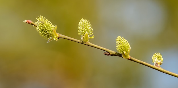 Galho de salgueiro com amentilhos na primavera