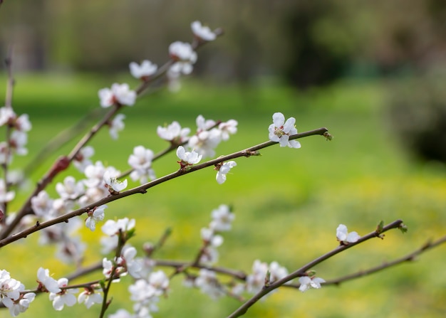 Galho de uma árvore em flor na primavera