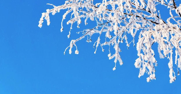 Galho de uma árvore está coberto de neve branca e geada brilhante contra o céu azul