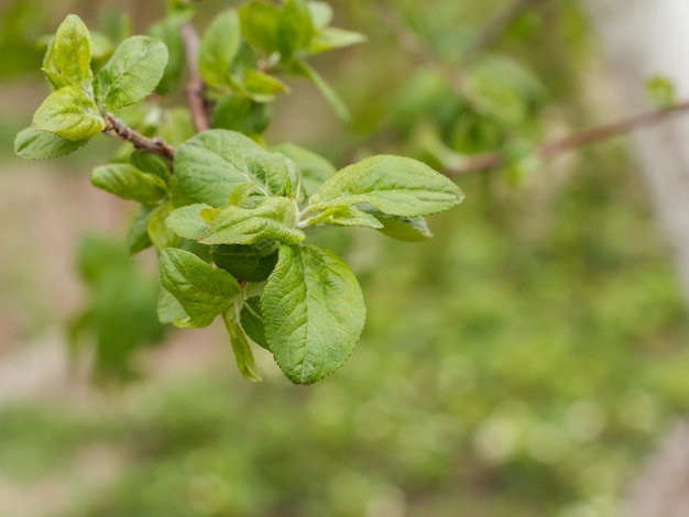 Galho de uma macieira com folhas verdes e um jardim desfocado ao fundo