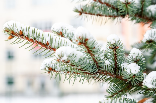 Galho do abeto de Natal com neve no inverno