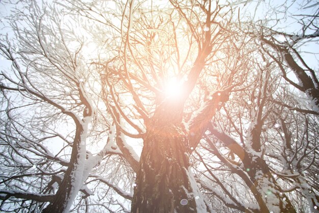 Galho do céu da árvore no inverno da floresta