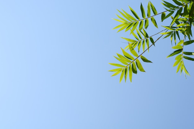 Galho e folha de bambu no céu azul