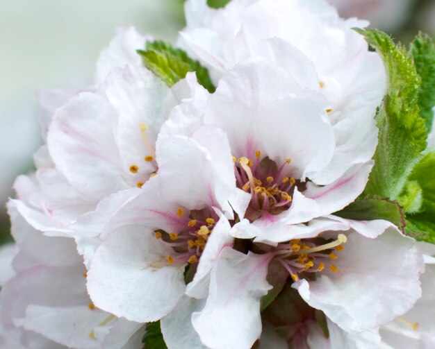 Galho em flor da árvore "cereja da China"