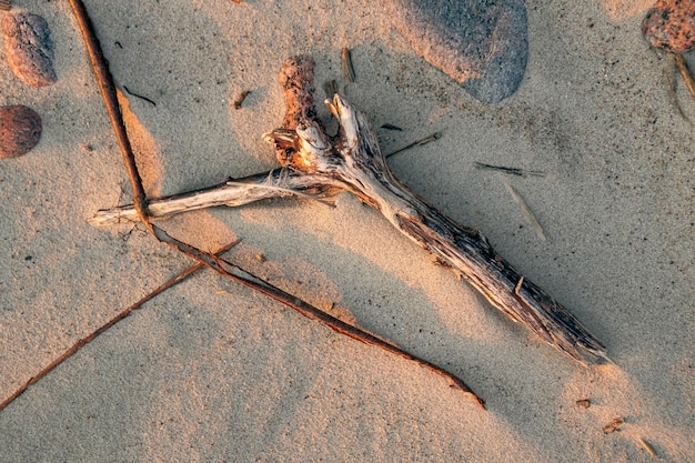 Galho na areia da praia