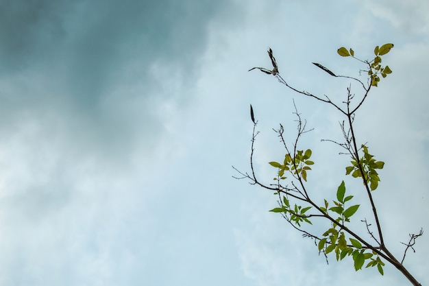 Foto galho no céu