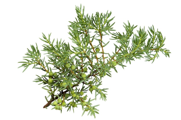 Galho verde de thuja com cones isolados no fundo branco