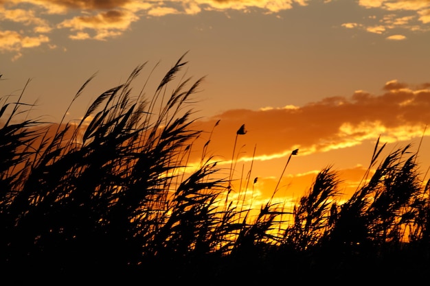 galhos balançando ao vento em primeiro plano com pôr do sol ao fundo