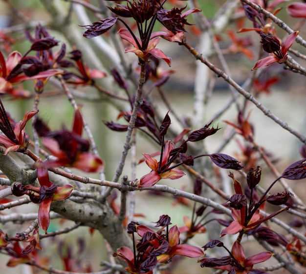 Galhos bonitos delicados com botões de flores desabrochando na primavera