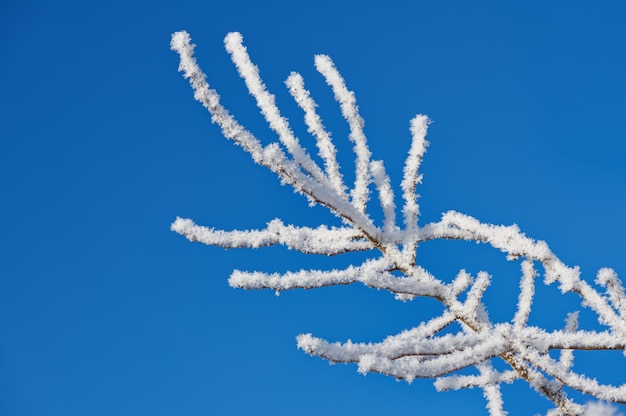 Galhos cobertos de gelo e neve