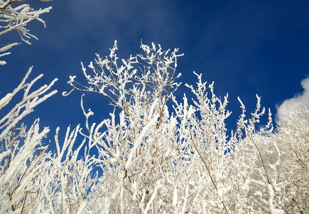 Galhos cobertos de neve contra o céu azul