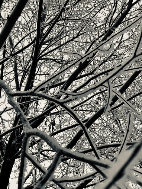 Foto galhos cobertos de neve contra um céu branco