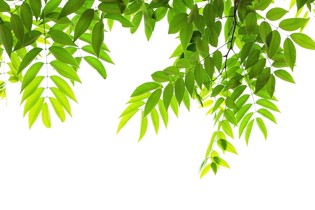 Galhos com lindas folhas verdes isoladas em um fundo branco