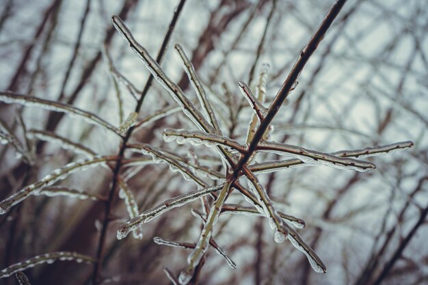 Foto galhos congelados de arbustos sem folhas no inverno.