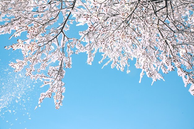 Galhos congelados de uma macieira na neve e a geada contra o céu, fundo abstrato de inverno Árvores congeladas em um dia ensolarado de inverno