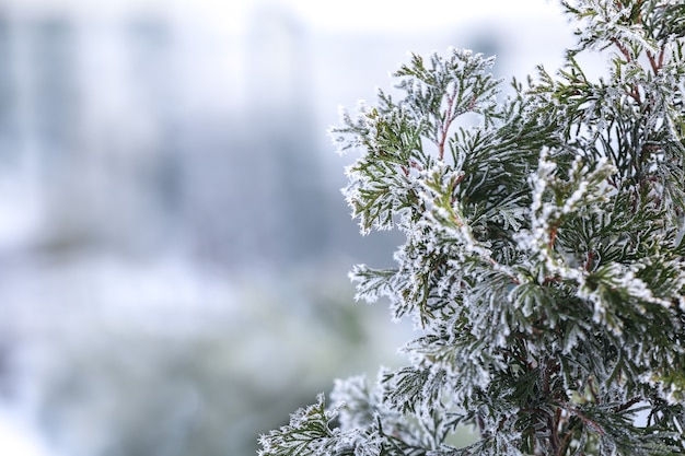 Galhos congelados encantadores em fundo desfocado de inverno