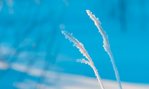 Galhos congelados na neve.