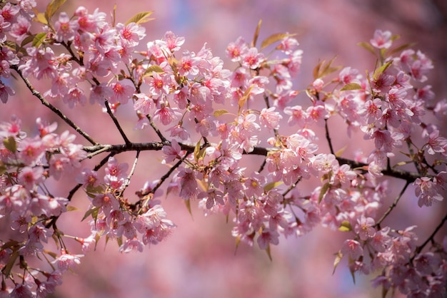 Foto galhos das flores de sakura são lindos.