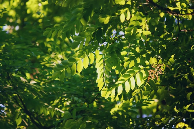 Galhos de acácias sob a luz do sol no jardim