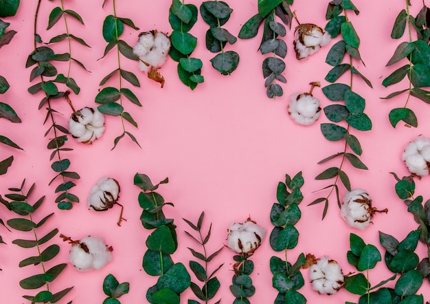 Galhos de algodão e eucalipto em fundo rosa. Acima vista