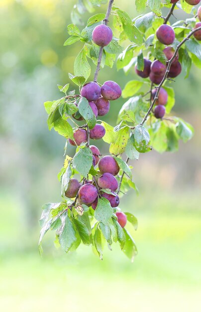 Galhos de ameixa com frutas maduras e suculentas à luz do sol no campo