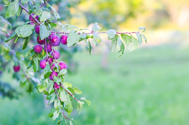 Galhos de ameixa com frutas maduras e suculentas à luz do sol no campo