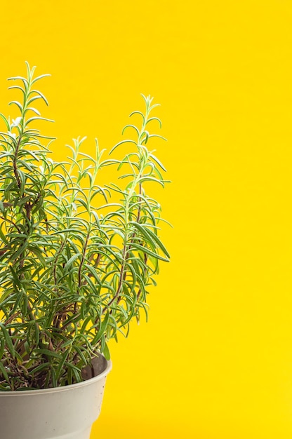 galhos de arbusto de alecrim aroma de especiarias verdes em fundo amarelo cultivando plantas em casa