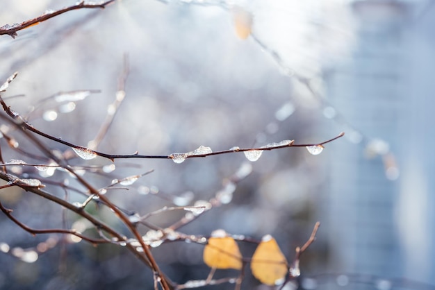 Galhos de arbustos nus cobertos de geada e neve no fundo da manhã de inverno