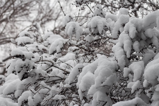 Galhos de árvore cobertos de neve