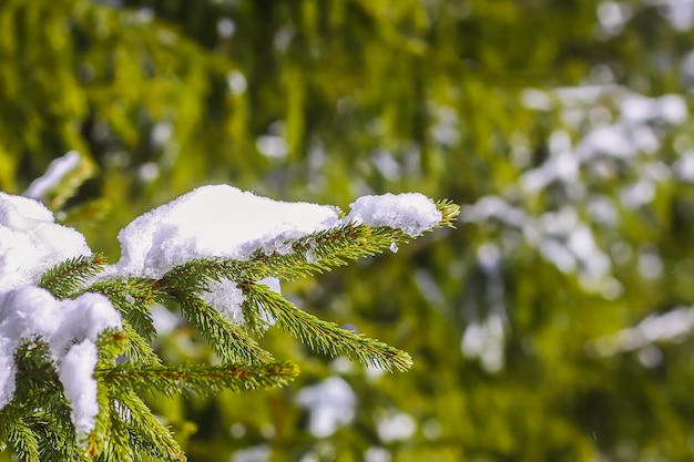 Galhos de árvore do abeto cobertos de neve ao ar livre. Detalhes da natureza do inverno.