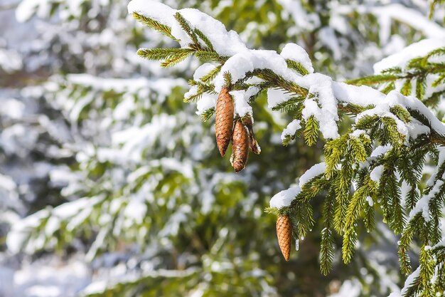 Galhos de árvore do abeto cobertos de neve com cones. Detalhes da natureza do inverno.