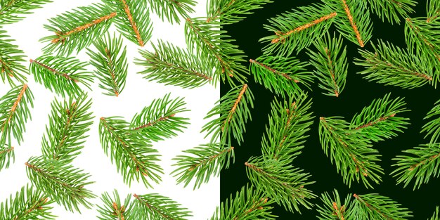 Galhos de árvore do abeto, galho de pinheiro, coníferas de Natal isoladas em branco e verde
