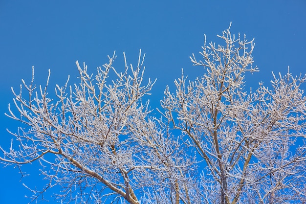 Galhos de árvore no gelo sobre um fundo de céu azul