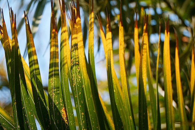 Galhos de árvore verde abstrato folhas na natureza