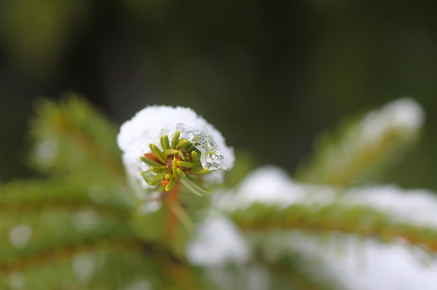 Galhos de árvores abetos cobertos de neve ao ar livre. Detalhes da natureza do inverno.