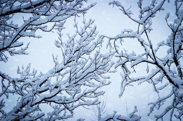 Galhos de árvores cobertas de neve contra o céu. Cena de inverno.