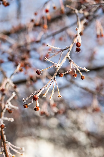 Galhos de árvores cobertos de gelo fecham o primeiro conceito de inverno de geada