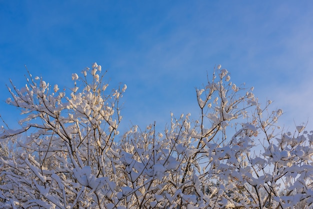 Galhos de árvores cobertos de neve ao sol contra o céu azul