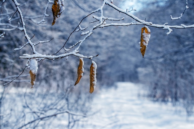 Galhos de árvores cobertos de neve com folhas secas na floresta de inverno, estrada coberta de neve na floresta de inverno