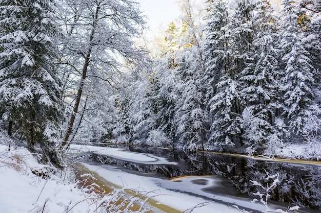 Galhos de árvores cobertos de neve com reflexo de árvore no rio e reflexo verde do sol em um