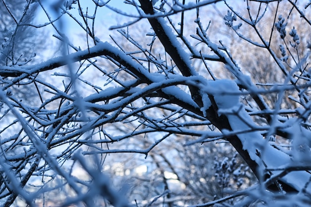 Galhos de árvores cobertos de neve de inverno