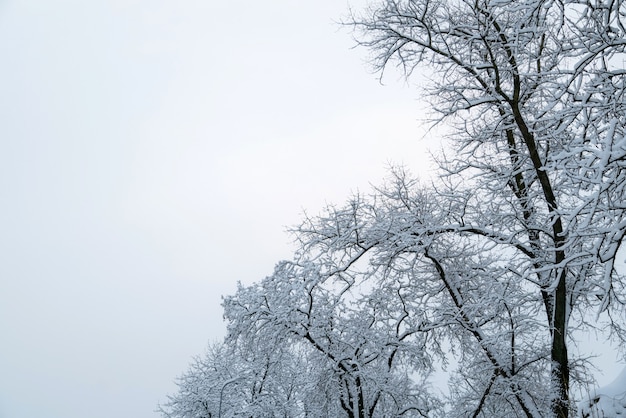 Galhos de árvores cobertos de neve e céu. Fundo de inverno com espaço de cópia para o texto.