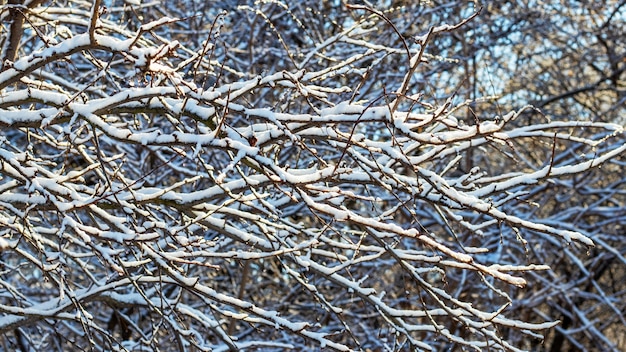 Galhos de árvores cobertos de neve na floresta em um dia ensolarado, padrão com galhos de árvores cobertos de neve