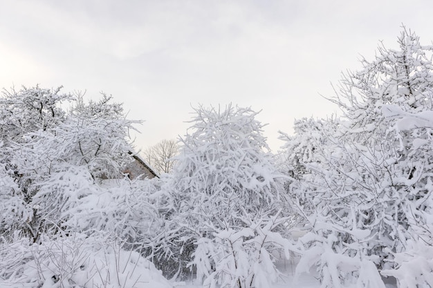 Galhos de árvores cobertos de neve no dia de inverno com fundo do céu