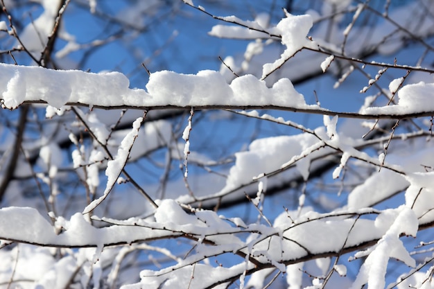 Galhos de árvores cobertos de neve no inverno no plano de fundo do céu.