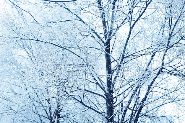 Galhos de árvores cobertos de neve